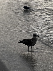 Larus fuscus graellsii