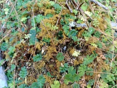 Ellisiophyllum pinnatum