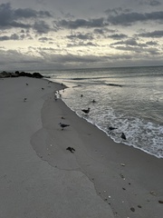 Larus fuscus graellsii