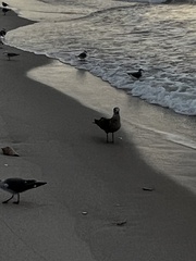 Larus fuscus graellsii