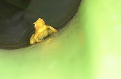 Anomaloglossus beebei