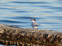 Thalasseus maximus