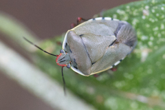 Chinavia erythrocnemis