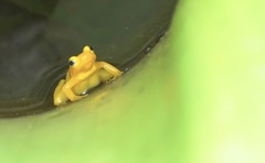 Anomaloglossus beebei