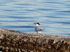 Thalasseus maximus