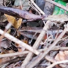 Eutropis multifasciata