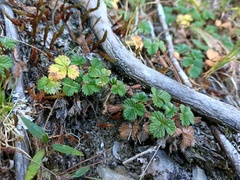Fragaria hayatae
