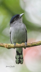 Pachyramphus polychopterus