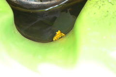 Anomaloglossus beebei