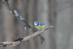 Cyanistes caeruleus