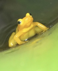 Anomaloglossus beebei