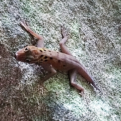 Cnemaspis boulengeri