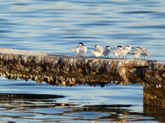 Thalasseus sandvicensis