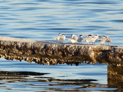 Thalasseus sandvicensis