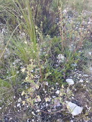 Hermannia hyssopifolia