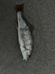 Umbrina coroides