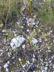 Hermannia hyssopifolia