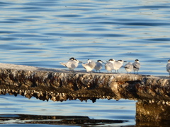 Thalasseus sandvicensis