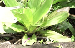 Anomaloglossus beebei