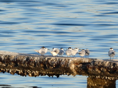 Thalasseus sandvicensis