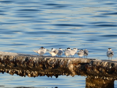 Thalasseus sandvicensis