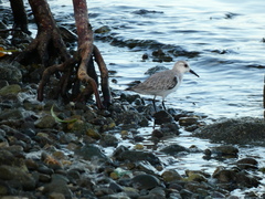 Calidris alba