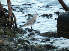 Calidris alba