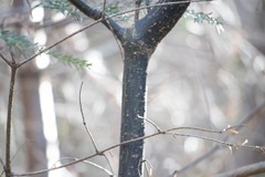 Acer pensylvanicum