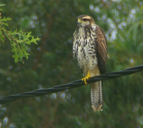 Harris's Hawk, photo 8 of 8