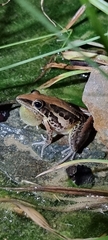 Litoria nasuta