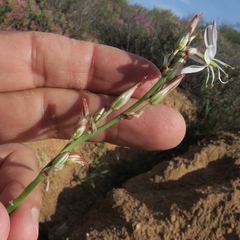 Chlorophytum namaquense