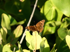 Junonia neildi