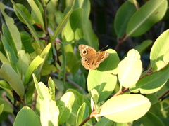 Junonia neildi