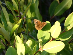 Junonia neildi