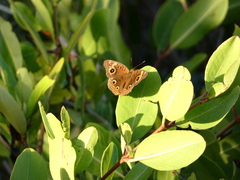 Junonia neildi