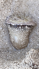 Actinostella flosculifera