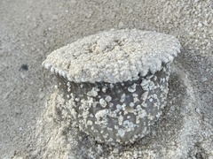 Actinostella flosculifera