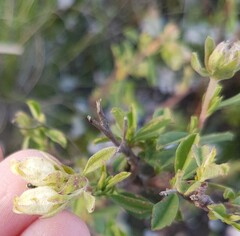 Hermannia hyssopifolia