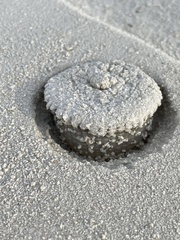 Actinostella flosculifera