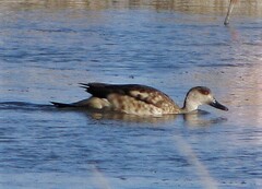 Lophonetta specularioides