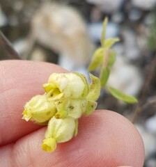 Hermannia hyssopifolia