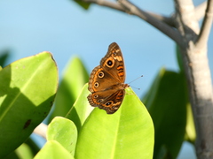 Junonia neildi