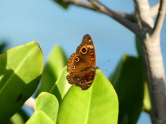 Junonia neildi