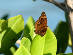 Junonia neildi