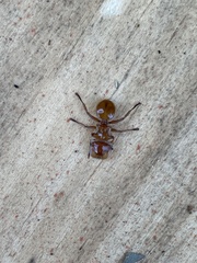 Cephalotes clypeatus