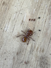 Cephalotes clypeatus