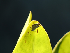 Hemiargus ceraunus