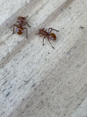 Cephalotes clypeatus