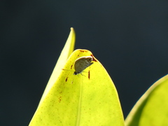 Hemiargus ceraunus