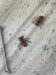 Cephalotes clypeatus